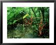 Heliconia, Costa Rica by Michael Fogden Limited Edition Print