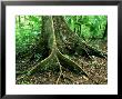 Buttress Roots In Rainforest, Sulawesi by Michael Fogden Limited Edition Print