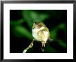 Scintillant Hummingbird, Male Sleeping, Costa Rica by Michael Fogden Limited Edition Print