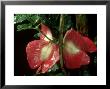 Paulinia Species, Rainforest, Costa Rica by Michael Fogden Limited Edition Print