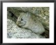 Mount Everest Pika, Everest Region, Nepal by Paul Franklin Limited Edition Print