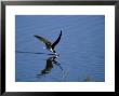 Skimmer, Feeding, Botswana by Patricio Robles Gil Limited Edition Print