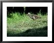 Wattled Ibis, Single, Ethiopia by Patricio Robles Gil Limited Edition Print