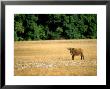 African Forest Buffalo, Standing, Africa by Patricio Robles Gil Limited Edition Pricing Art Print