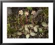 Saxifraga Aprica, 11,000 Ft In The Sierra Nevada, Usa by Bob Gibbons Limited Edition Print