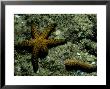 Seastar, Queensland, Australia by Karen Gowlett-Holmes Limited Edition Pricing Art Print