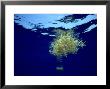 Sargassum Weed, Bermuda by Laurence Gould Limited Edition Print