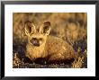 Bat-Eared Fox Resting On Ground, Southern Africa by Mark Hamblin Limited Edition Pricing Art Print