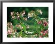 Himalayan Balsam In Flower Along River Derwent, Uk by Mark Hamblin Limited Edition Print