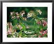 Himalayan Balsam In Flower Along River Derwent, Uk by Mark Hamblin Limited Edition Print