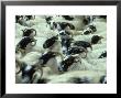 Scottish Black-Faced Sheep, Ovis Aries Group In Sheep Pen Scotland, Uk by Mark Hamblin Limited Edition Print
