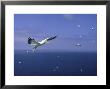 Gannet, Sula Bassana In Flight Bass Rock by Mark Hamblin Limited Edition Print