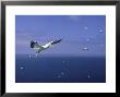 Gannet, Sula Bassana In Flight Bass Rock by Mark Hamblin Limited Edition Print