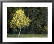 Silver Birch, Betula Pendula Single Tree In Autumn, Scotland by Mark Hamblin Limited Edition Print