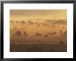 Rothiemurchus Forestpine Trees In Mist At Dawn Strathspey, Scotland by Mark Hamblin Limited Edition Print