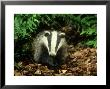 Badger, Close-Up by Mark Hamblin Limited Edition Pricing Art Print