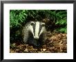 Badger, Close-Up by Mark Hamblin Limited Edition Print