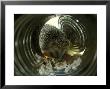 Hedgehog, Viewed Through Tin Can.Warwickshire, Uk by Mark Hamblin Limited Edition Print