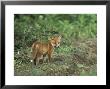 Red Fox, Cub Standing Near Earth, Uk by Mark Hamblin Limited Edition Pricing Art Print