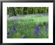 Bluebells by Mark Hamblin Limited Edition Print