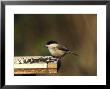 Willow Tit by Mark Hamblin Limited Edition Pricing Art Print