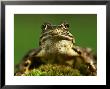 Common Frog, Portrait Of Adult, Scotland by Mark Hamblin Limited Edition Print