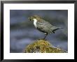 Dipper, Adult Perched On Rock With Food, Scotland by Mark Hamblin Limited Edition Pricing Art Print