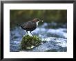 Dipper, Adult Perched On Rock Withfood, Uk by Mark Hamblin Limited Edition Print