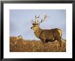Red Deer, Stag Standing, Scotland by Mark Hamblin Limited Edition Pricing Art Print