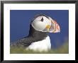 Atlantic Puffin, Close-Up Portrait Of Adult, Iceland by Mark Hamblin Limited Edition Pricing Art Print