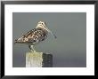 Snipe, Adult Perched On Fence Post, Scotland by Mark Hamblin Limited Edition Pricing Art Print