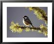Coal Tit, Adult Perched On Lichen-Covered Perch, Scotland by Mark Hamblin Limited Edition Print