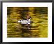 Goldeneye, Adult Female On Colourful Water With Autumn Reflections, Scotland by Mark Hamblin Limited Edition Print