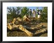 Tourists On Walking Trail With Dead Giraffe (Giraffa Camelopardis), Mashatu Game Reserve, Botswana by Roger De La Harpe Limited Edition Print