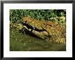 Female Nile Crocodile, Washing And Releasing Young After Carrying Them To The Water, South Africa by Roger De La Harpe Limited Edition Print