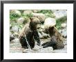 Grizzly Bears, Cubs Playing, Quebec, Canada by Philippe Henry Limited Edition Print