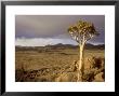 Kokerboom, Aloe Dichotoma, Goegap Nr South Africa by Tim Jackson Limited Edition Pricing Art Print