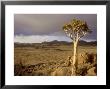Kokerboom, Aloe Dichotoma, Goegap Nr South Africa by Tim Jackson Limited Edition Pricing Art Print