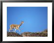Vicuna, Wild High Andes Cameloid, Peru by Mark Jones Limited Edition Print