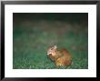 Brown Agouti, Feeding In Understory Clearing, Peruvian Amazon by Mark Jones Limited Edition Print