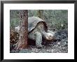 Pinta Island Saddleback, Last Remaining, Galapagos by Mark Jones Limited Edition Print