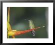Green-Fronted Brilliant Hummingbird On Heliconia Flower, Ecuador by Mark Jones Limited Edition Print