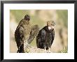 Andean Condor, Adult Male With Juvenile Female, Colca Canyon, Southern Peru by Mark Jones Limited Edition Print