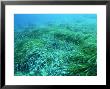 Neptune Grass, Maltese Island by Paul Kay Limited Edition Print