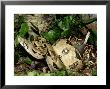 Central American Boa, Boa Constrictor Imperator With Prey Honduras by Brian Kenney Limited Edition Print