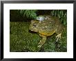 Pixie Frogpyxicephalus Adspersusadult With Babyafrica by Brian Kenney Limited Edition Print