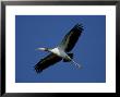 Wood Stork, Juvenile Flying, Florida by Brian Kenney Limited Edition Print