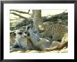 Meerkats, Resting In The Shade, Kalahari by David Macdonald Limited Edition Print