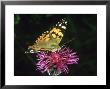 Painted Lady, Female, Oxon by Gordon Maclean Limited Edition Print