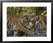 Bengal Tiger, 6 Month Old Cub And Tigress, Madhya Pradesh, India by Elliott Neep Limited Edition Print